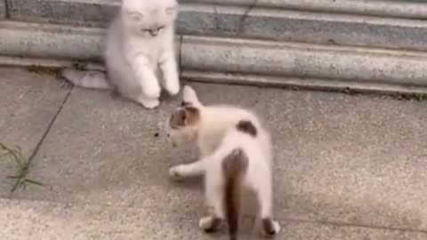 Fauiny Cat Video