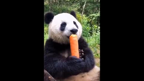 cute panda ASMR😍🐼🥕