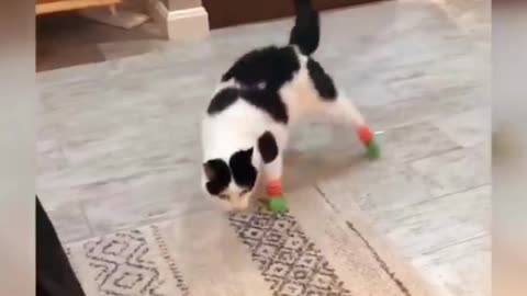 😻😹🐾“Hilarious Cat Fails: Watch This!”🐾😹😻