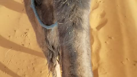 Dusty Camel in Saharan Desert