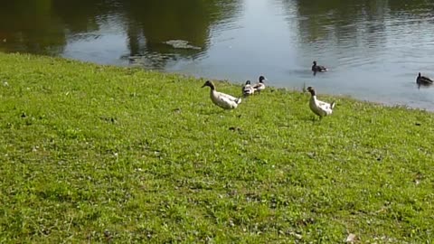 When bantams attack mallards Pt 1