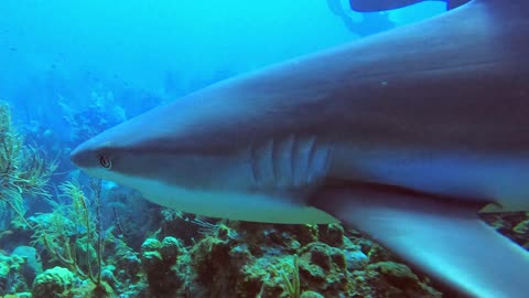 Highly agitated sharks grapple for speared invasive lion fish