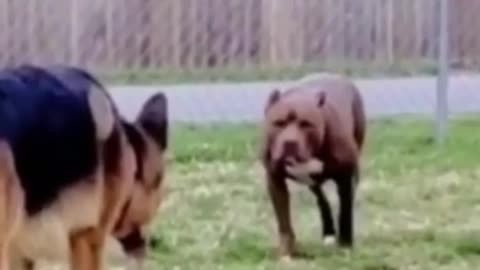 American Bully vs German Shepherd!