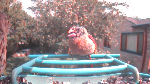 Faceoff. Northern Cardinal vs. Brown Thrasher.