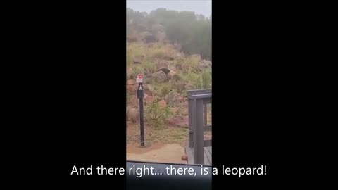 Leopard within picnic area where people get out of their cars