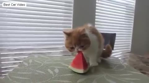 Funny Cat Compilation 2014 Funny Cat Videos 2014 Cat Loves Watermelon Best Cat V (1)