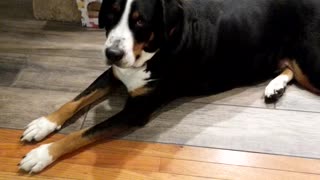 Greater Swiss Mountain dog Olaf opens package