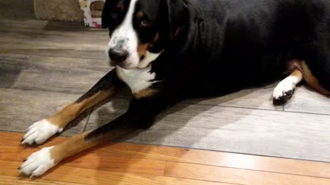 Greater Swiss Mountain dog Olaf opens package