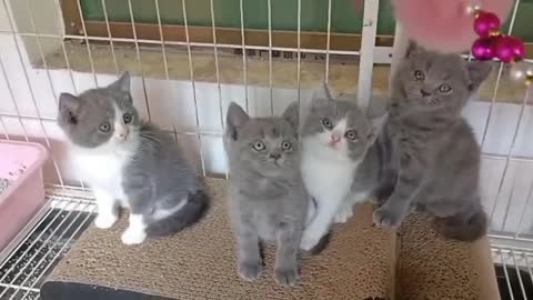 four different kittens