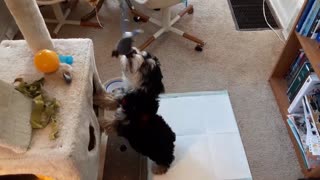 A Cute Puppy Plays With Cat Toys!