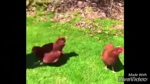 Funny chickens and roosters Chasing kids and