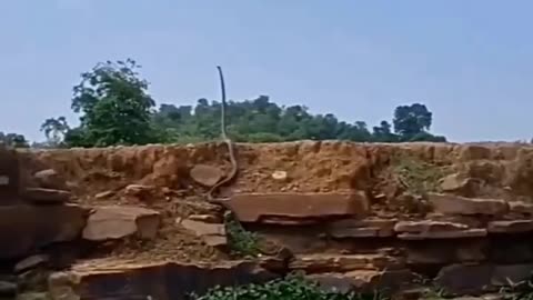 Massive King Cobra #shorts #shortvideo #video #virals #videoviral