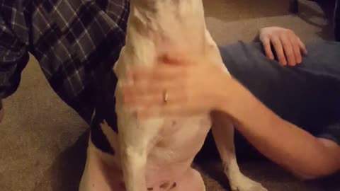 Bull Terrier se niega a permitir que su dueño deje de rascarle la panza