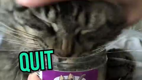 Cute Cat Nip Craziness ^^