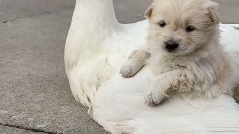 My little dog is on my ducks 🦆