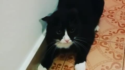 Cat hissing at owner when lights turned off