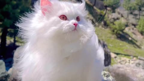 So cute cat