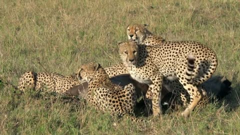 A Cheetah Hunting | Animals |