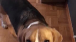 Brown beagle dog turns on light switch