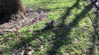 Squirrels at Boulevard Gardens Woodside 04 2018