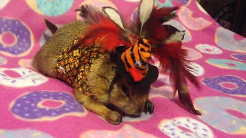 Prairie dog celebrates Thanksgiving with adorable outfit