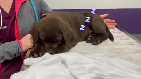 PUPPY'S FIRST VET VISIT