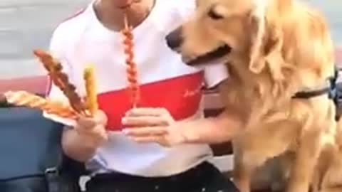 Dogs eating Spaghetti on the table