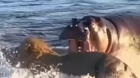 Hippo vs lion