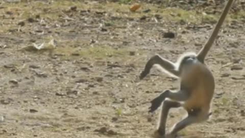 Funniest Monkey - cute and funny monkey videos (Copyright Free)