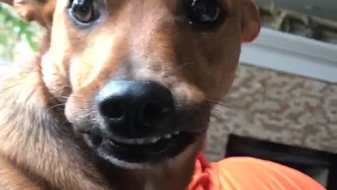 Brown dog smiling with teeth