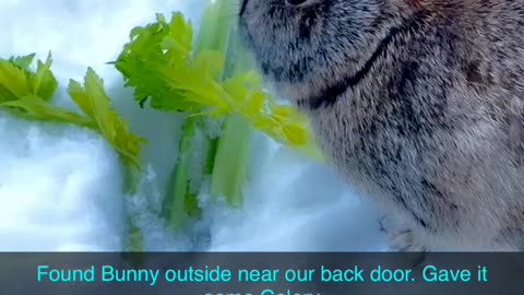 Feeding Wild Cute Bunny Celery