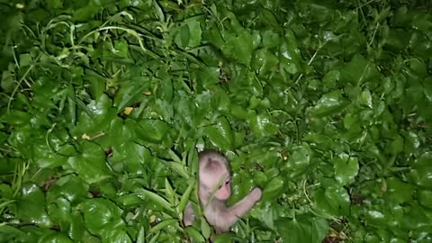 Baby monkeys abandoned