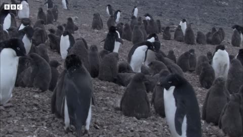 Penguin Siblings Race For Food | Growing Up Wild | BBC Earth