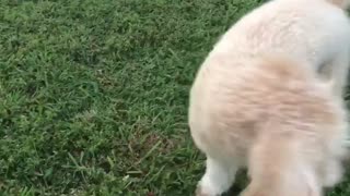 Curly hair dog running around on green grass smelling flowers gets distracted by duck quack