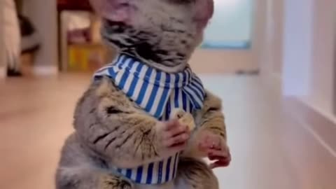 Best Funny Animal Videos of the year (2024), funniest animals ever. relax with cute animals