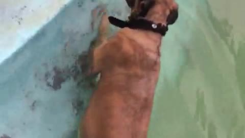 Zoey(Bullmastiff) puppy first swimming session ever