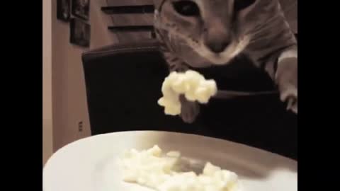 Funny Cats Clips in 30 Seconds!