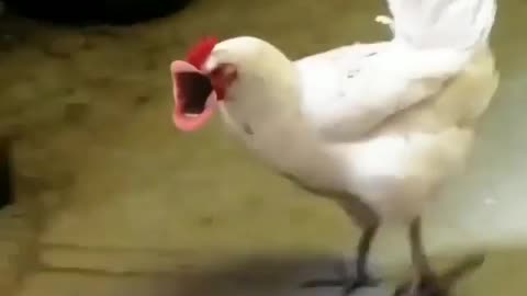 Funny Talking Chickens