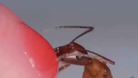 Ant Drinking Red Nectar From Finger. #112, @ANIMALSLIFE