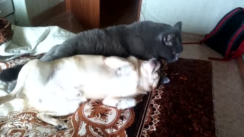 The dog sticks to a cat