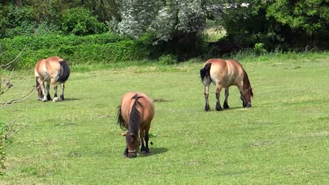 Three cute ponies eating together in the garden playing with their soft hair and gorgeous color