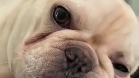 the cute dog snore without sleeping