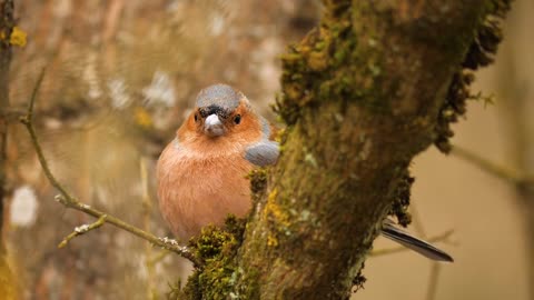 birds-bird-seed-feeding-fat-balls