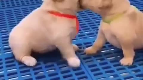 Cute baby Cutest Puppie