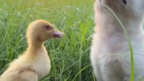 The duckling almost fell over the dog is so heartwarming