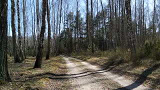 Road in the forest