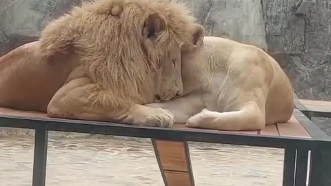 A lovely lion couple
