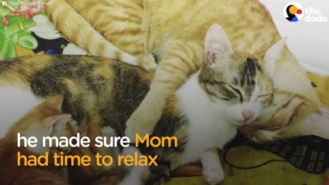 Cat Dad Won't Leave Partner's Side While Giving Birth | The Dodo