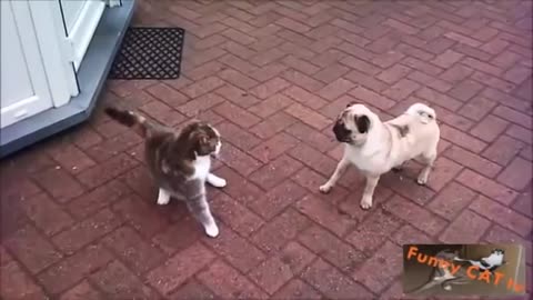 other For The First Time Cats and Dogs Meeting Each