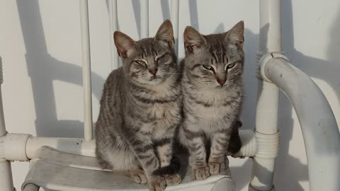 Two Inseparable Cute Kitten Brothers Enjoying The Morning Sun (2021)